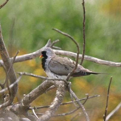 Namaqua Dove Male