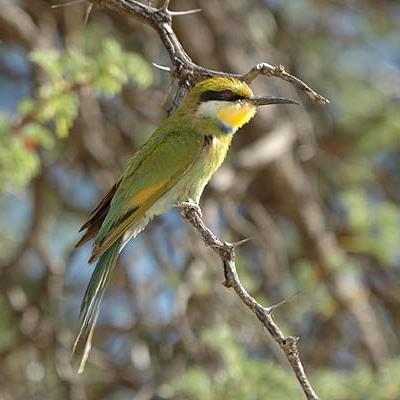 Swallowtailed Bee Eater