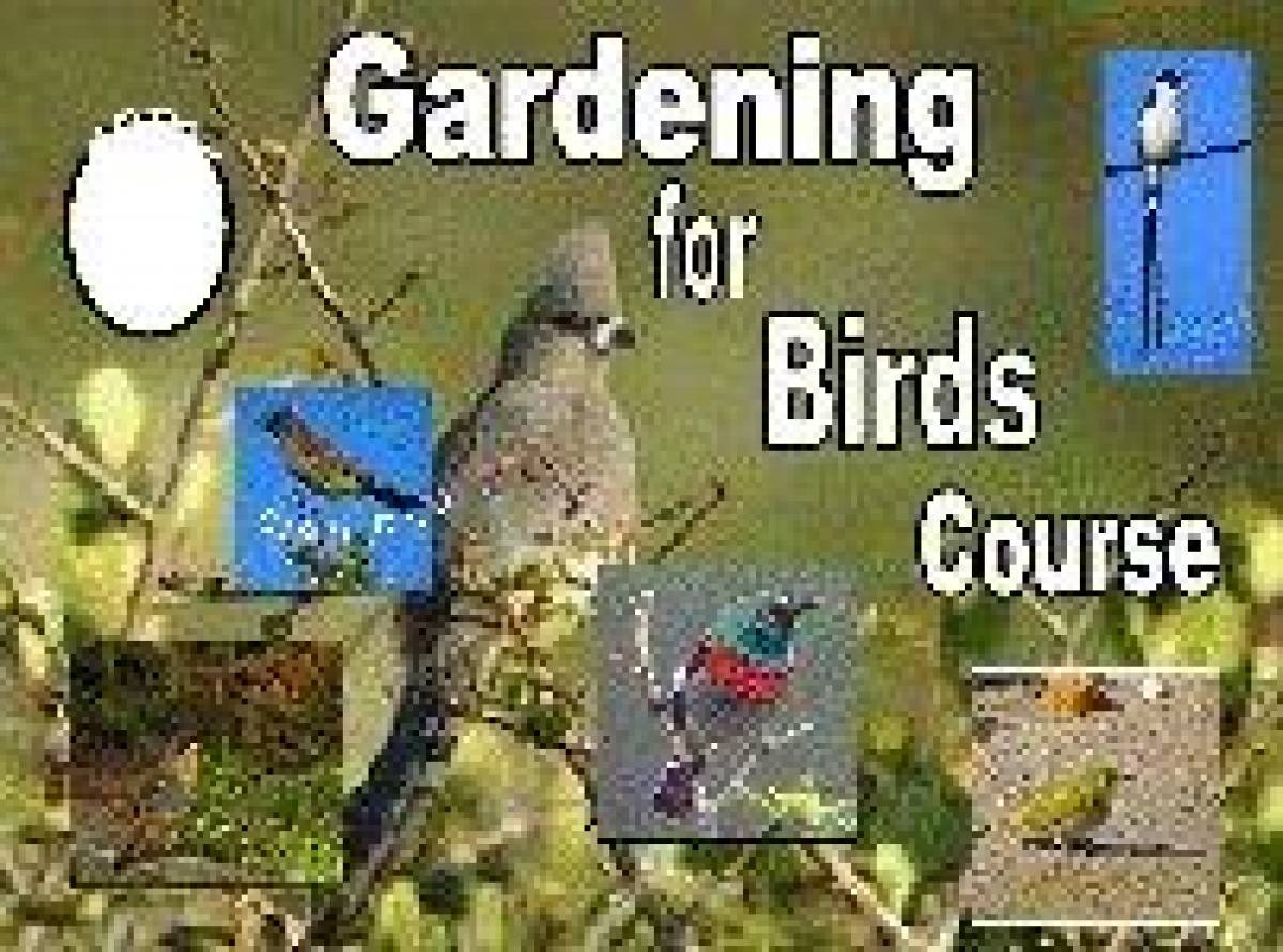 Gardening for Birds Course - by Mariana Delport